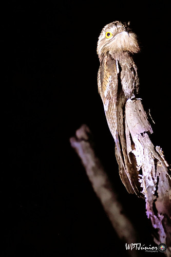 Flickr La mère de la Lua (Nyctibius griseus) est un oiseau des Nyctibiiformes de la famille Nyctibiidae. Également connu sous le nom d'Urutau, d'Uruutau-Commum, d'Uutágua, d'Uutágo, de Kúa-Kúa et d'Uruvati (noms indigènes-mato Grosso). Le nom Urutau est Tupi et signifie «oiseau fantôme». Il y a une croyance en Amazonie que les pénalités de queue d'Uruutau protégeraient la chasteté. Par conséquent, la mère balaie sous les réseaux des filles avec un balai fait avec ces pénalités. Source: Wikiaves maman de la lune (Nyctibius griseus) C'est un oiseau de l'ordre nyctibiiformes de la famille Nyctibidae. Également connu comme Urutau, Uruutau-Common, Uruutágua, Urutágo, Kúa-Kúa et Uruvati (noms indigènes-mato Grosso). Le nom Urutau est Tupi et signifie "oiseau fantôme". Il y a une croyance en Amazonie que les plumes de la queue de l'urutau protégeraient la chasteté. Par conséquent, la mère balaie sous les filets des filles avec un balai fabriqué avec ces plumes. Source: Wikiaves