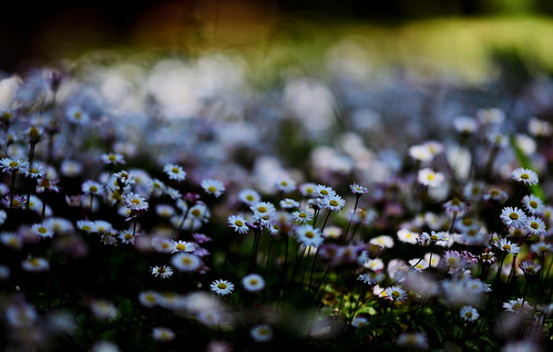 Flickr Sapporo City (The Central Area of Town) 2020 printemps / Hokkaido Governor's Post Garden - Daisy - Language of Flowers - Innocence /