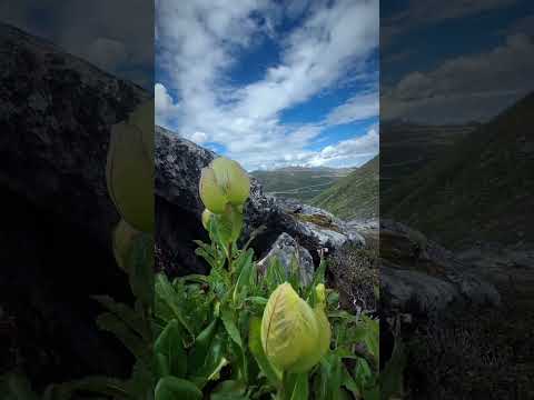 Image YouTube